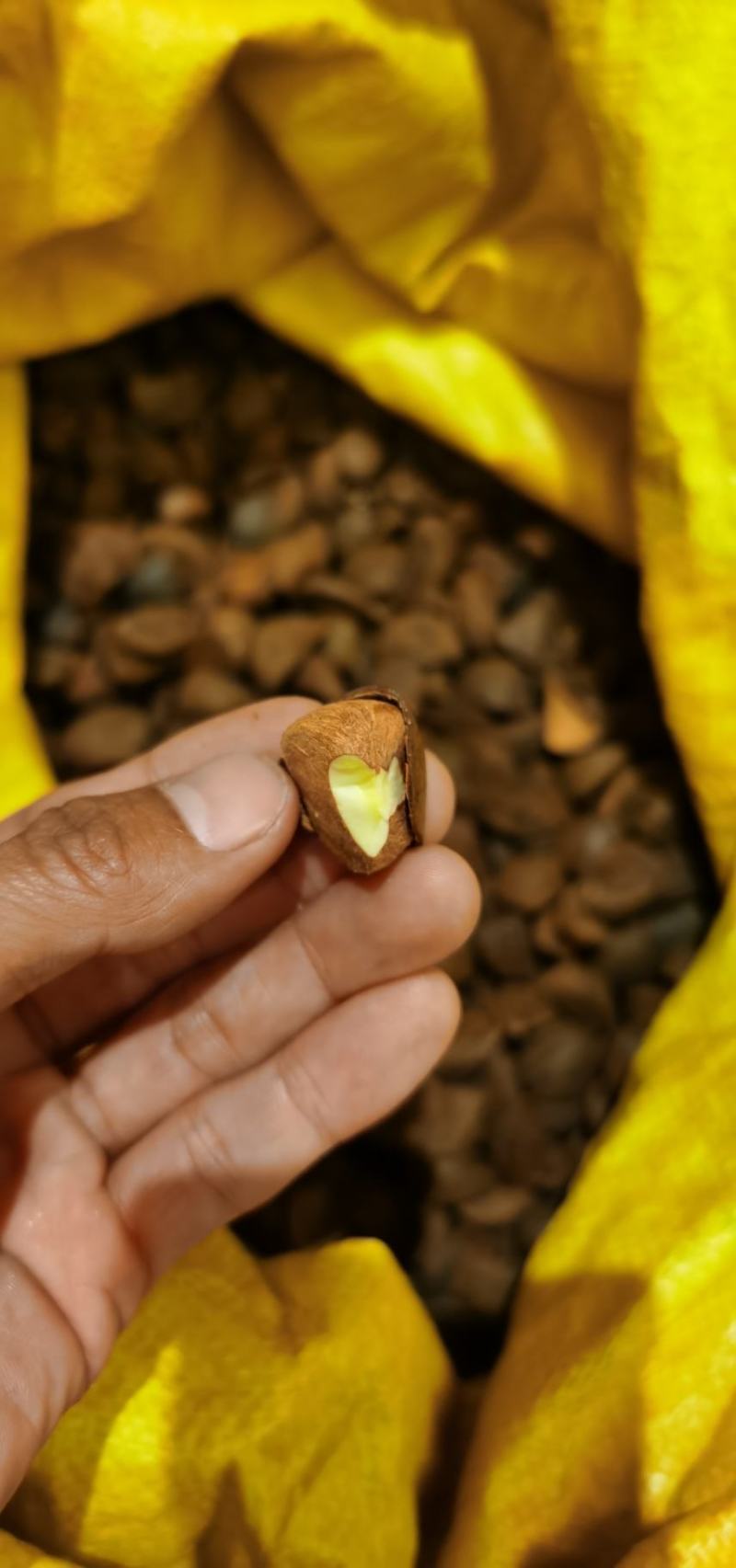 茶籽茶油果油茶籽干籽。。。