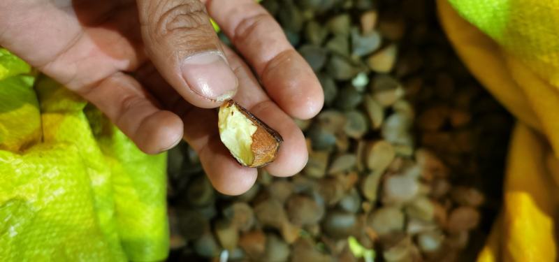 茶籽茶油果油茶籽干籽。。。