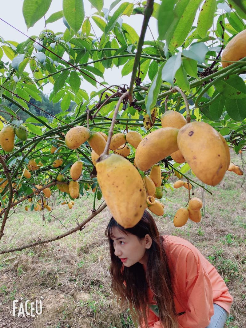 九月黄金蕉两年苗三年苗大量提供基地直发