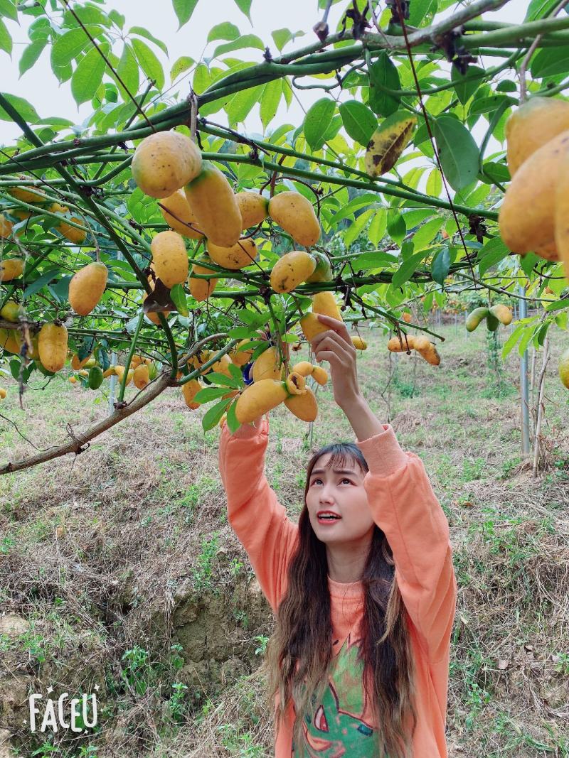 九月黄金蕉两年苗三年苗大量提供基地直发
