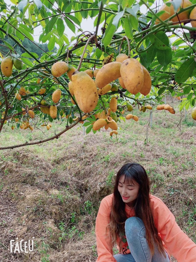 九月黄金蕉两年苗三年苗大量提供基地直发