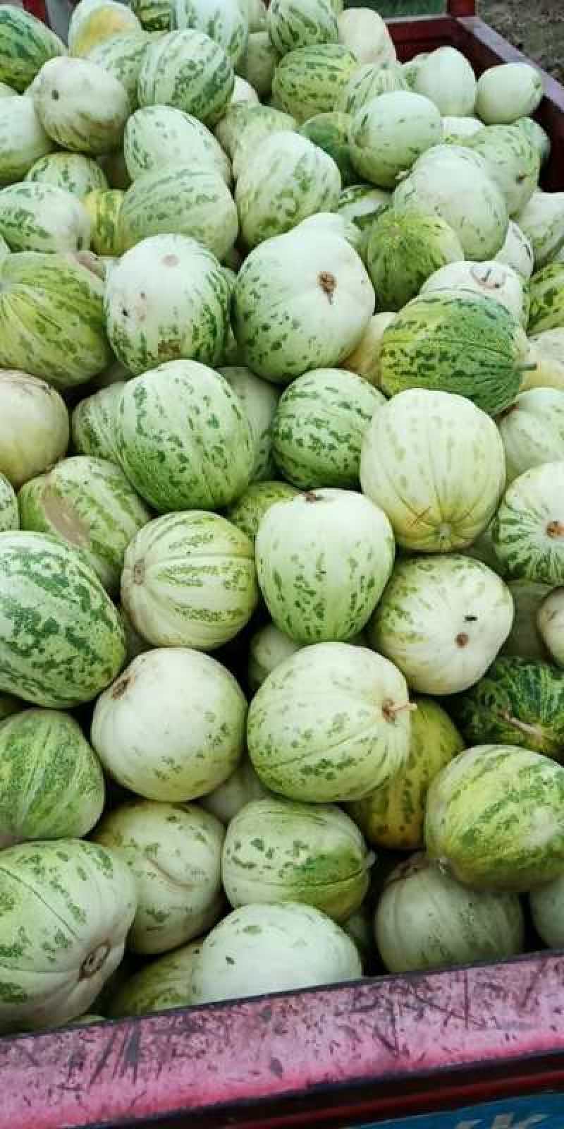 大荔县各种甜瓜白皮白肉黄怕皮红肉白皮红肉，东方密