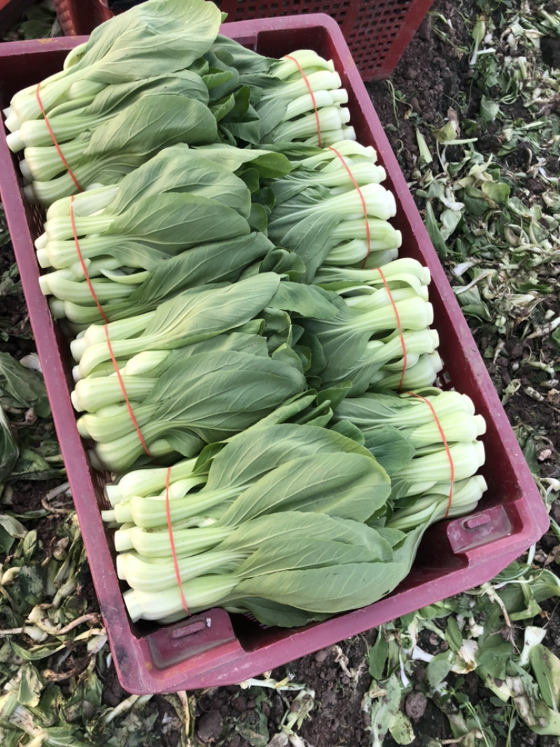 常年大量现货供应产品，欢迎各位老板实地考察和合作，