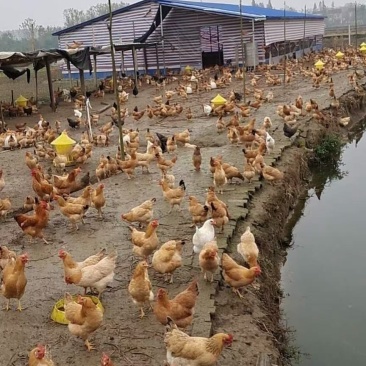 湖南土鸡苗衡阳鸡苗,衡阳土鸡湘黄土鸡改良土鸡苗孵化场直供