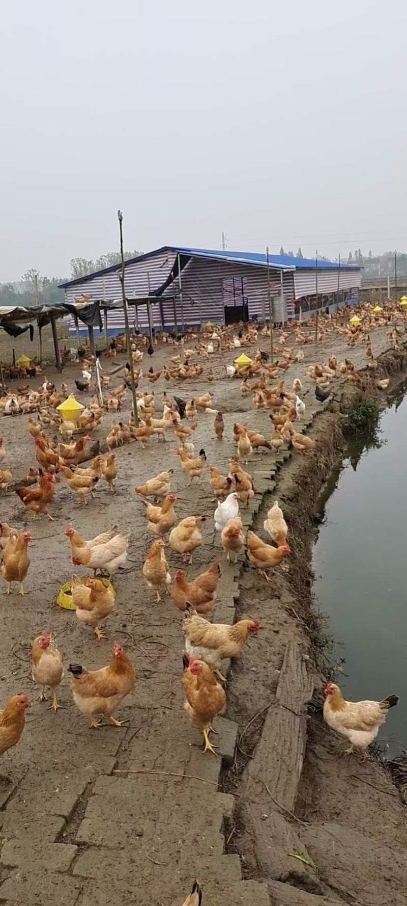 湖南土鸡苗衡阳鸡苗，衡阳土鸡湘黄土鸡改良土鸡苗孵化场直供