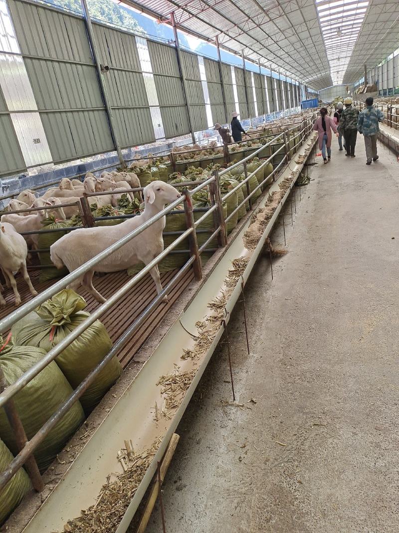 纯羊粪温性有机肥不烧根的肥料，肥肥肥料料