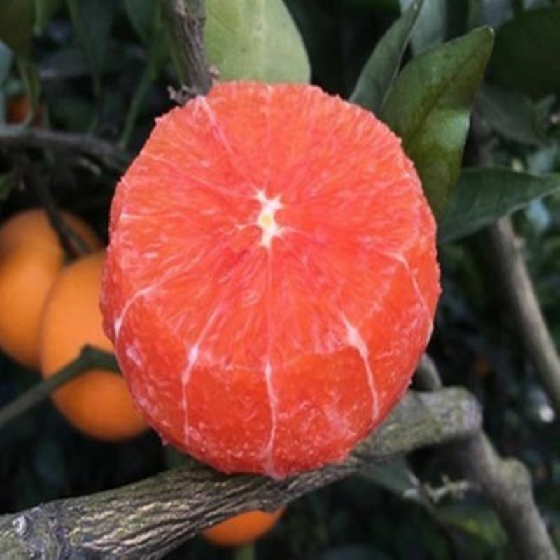 血橙苗脐橙苗拉卡拉塔罗科早晚熟现挖大苗当年结果包邮包技术