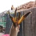 纯干小鱼干，去头去尾去内脏，一根独翅，，，