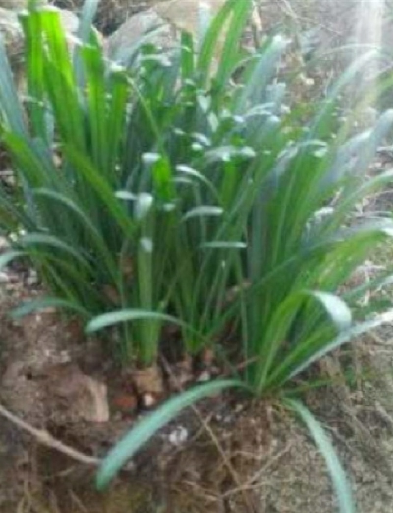 石蒜出售红花黄花白花石蒜种苗品质好生长快成活率高