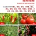 德国巴斯夫百泰吡唑代森联葡萄霜霉炭疽病进口农药杀菌剂