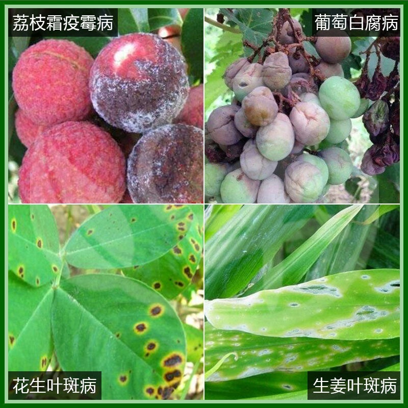 德国巴斯夫百泰吡唑代森联葡萄霜霉炭疽病进口农药杀菌剂
