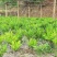 大量有货，花魔芋种子，免费提供种植技术，签保底回收合同