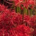 石蒜出售红花黄花白花石蒜种苗品质好生长快成活率高