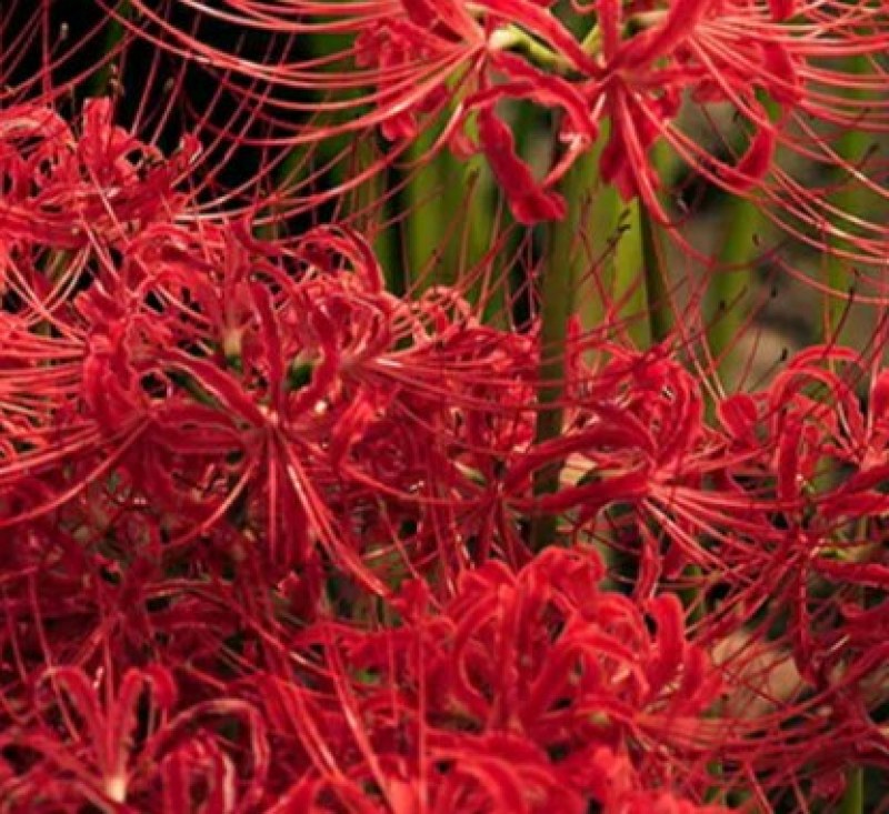 石蒜出售红花黄花白花石蒜种苗品质好生长快成活率高