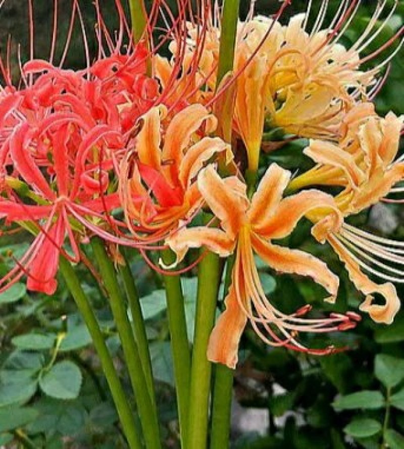 石蒜出售红花黄花白花石蒜种苗品质好生长快成活率高