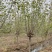 海棠1-15公分垂丝海棠西府绚丽八棱冬红北美海棠基地