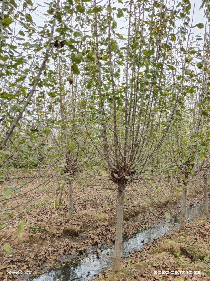 海棠1-15公分垂丝海棠西府绚丽八棱冬红北美海棠基地