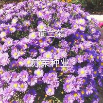 荷兰菊种子阳台庭院花卉种子蓝紫色纽约紫菀花多年生耐寒花