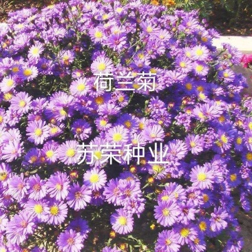 荷兰菊种子阳台庭院花卉种子蓝紫色纽约紫菀花多年生耐寒花