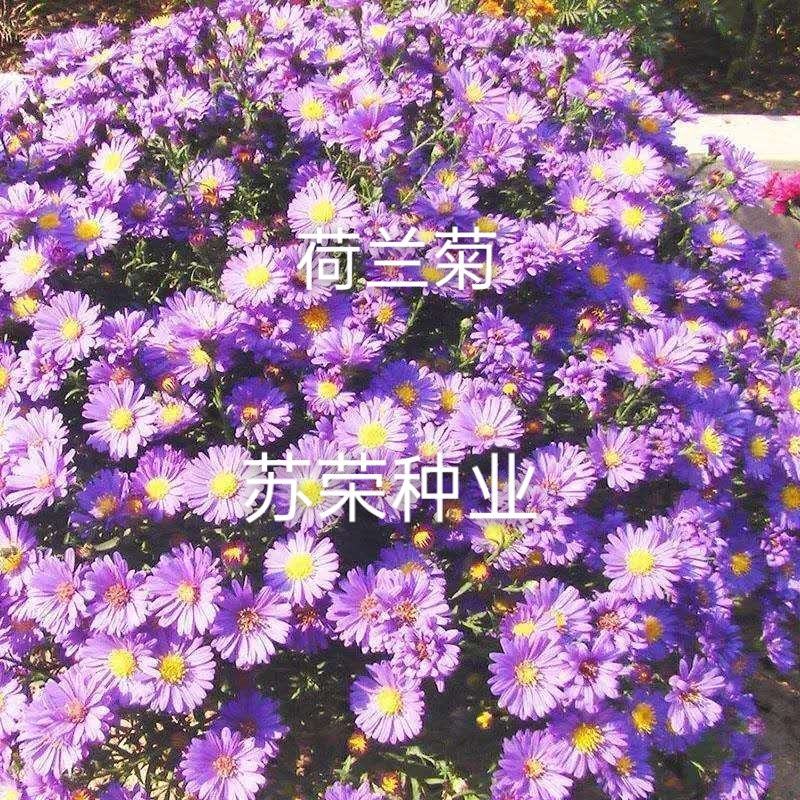 荷兰菊种子阳台庭院花卉种子蓝紫色纽约紫菀花多年生耐寒花
