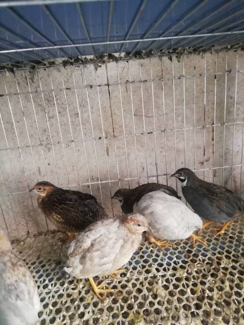 芦丁鸡湖南株洲市泉和源种养合作社