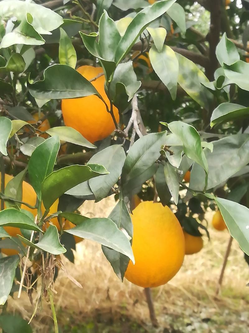 长虹，果大，汁多味甜！