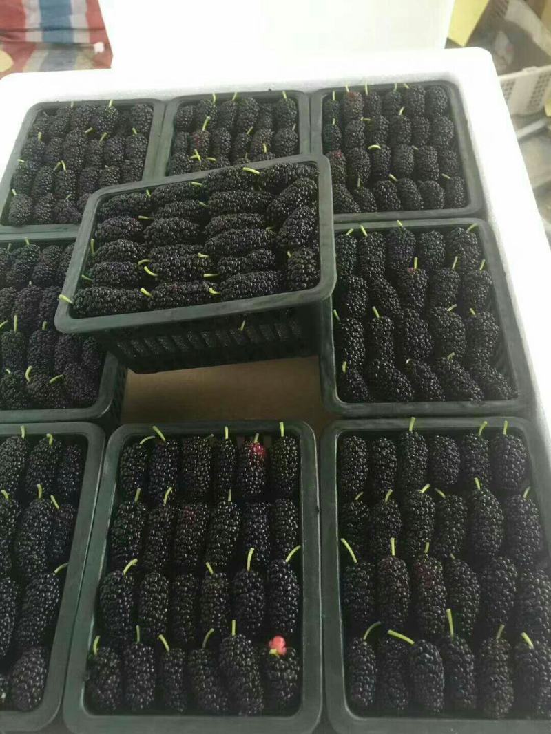 广东精品4~5cm桑葚大果,精心打包发货，欢迎下单咨询