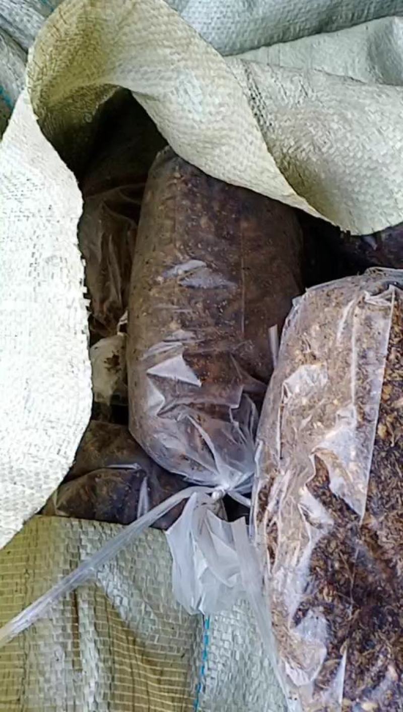 羊肚菌种和营养包，西峡县科达菌种厂羊肚菌出的快，产量高