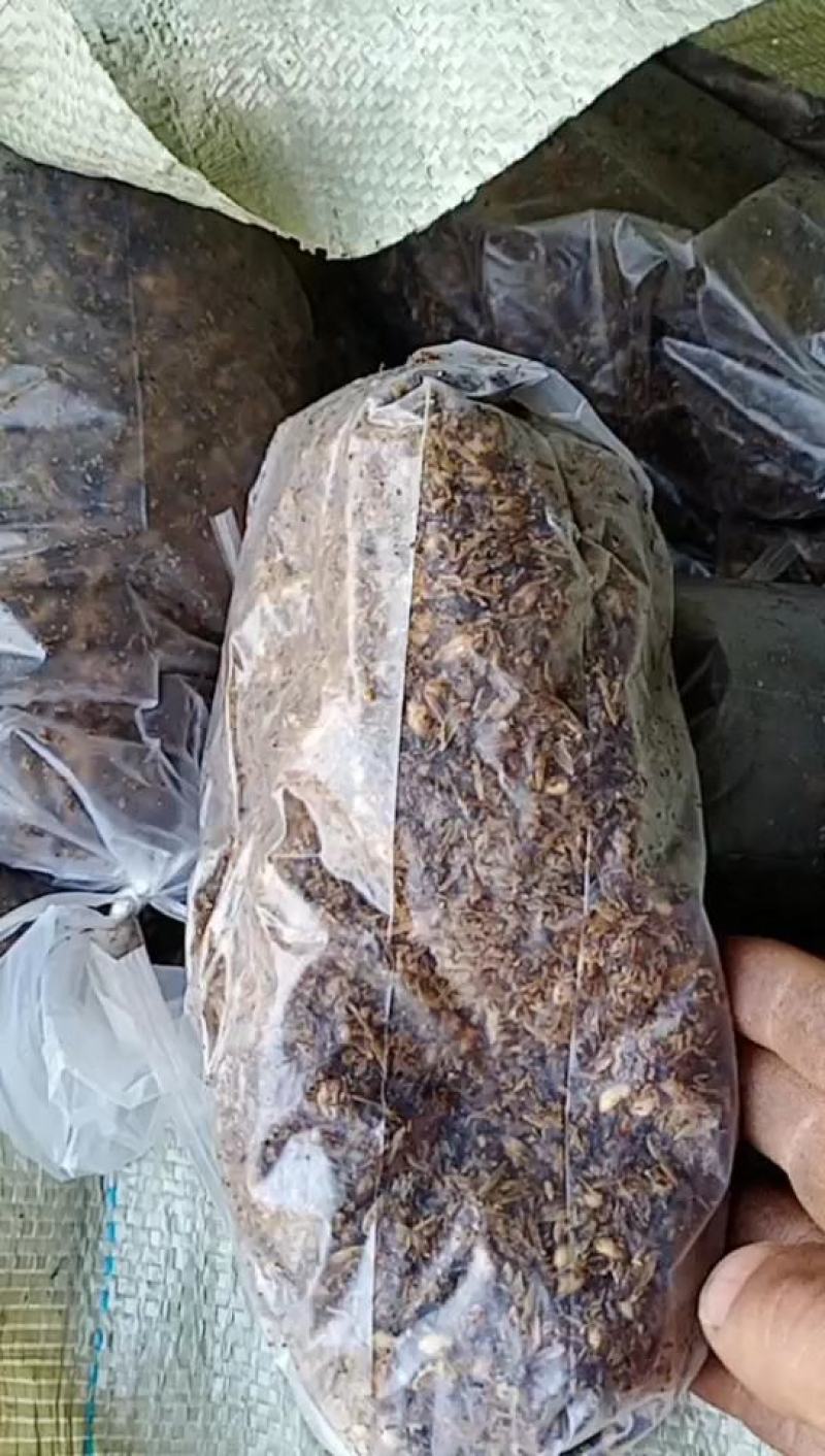 羊肚菌种和营养包，西峡县科达菌种厂羊肚菌出的快，产量高