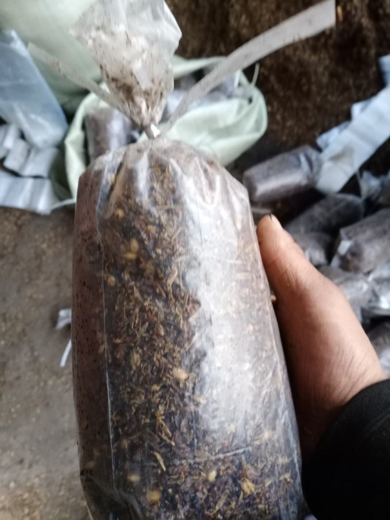 羊肚菌种和营养包，西峡县科达菌种厂羊肚菌出的快，产量高