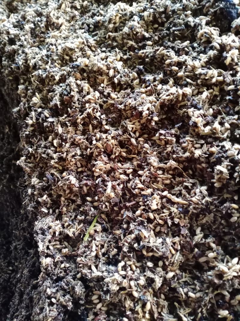 羊肚菌种和营养包，西峡县科达菌种厂羊肚菌出的快，产量高