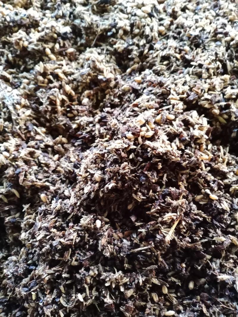 羊肚菌种和营养包，西峡县科达菌种厂羊肚菌出的快，产量高