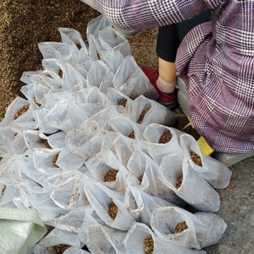 羊肚菌种和营养包，西峡县科达菌种厂羊肚菌出的快，产量高