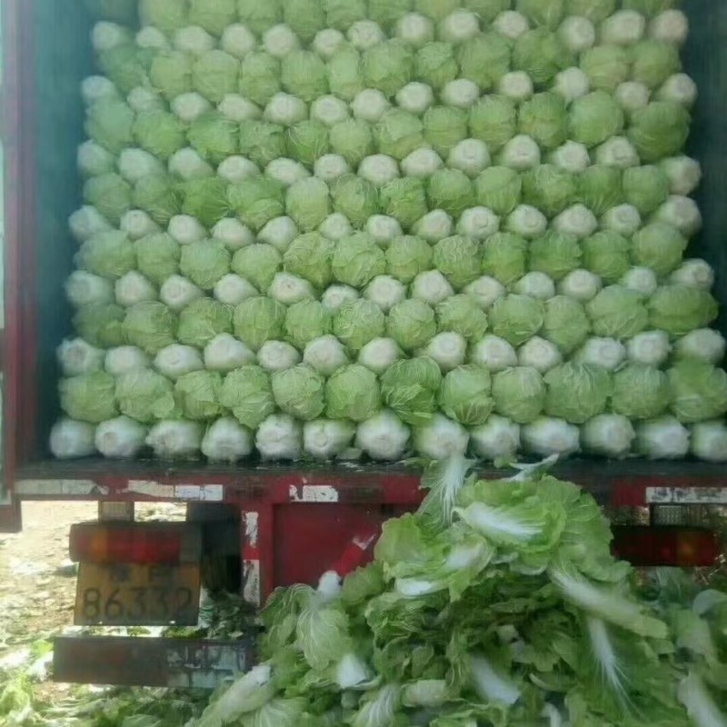 精品黄心白菜大量上市视频看货，代发全国，各种包装齐全