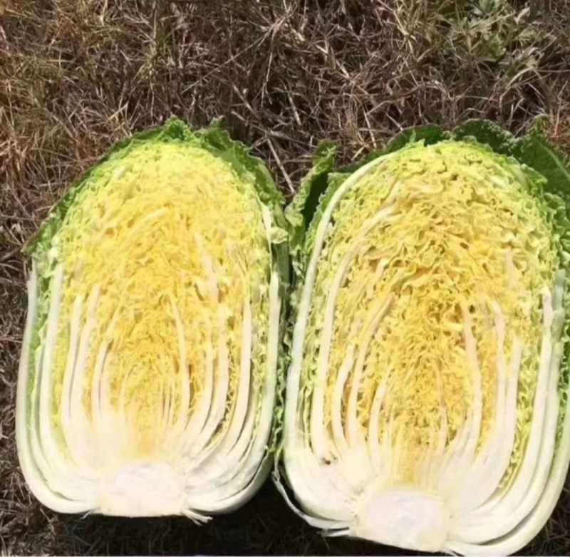 精品黄心白菜大量上市视频看货，代发全国，各种包装齐全