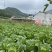 高山大白菜、量大货好、长期代收各种时令蔬菜、欢迎您的光临
