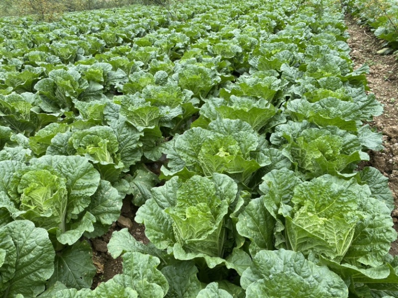 高山大白菜、量大货好、长期代收各种时令蔬菜、欢迎您的光临