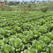 高山大白菜、量大货好、长期代收各种时令蔬菜、欢迎您的光临