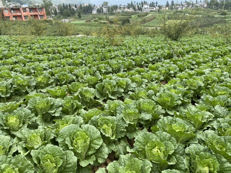 高山大白菜、量大货好、长期代收各种时令蔬菜、欢迎您的光临