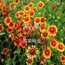 天人菊种子四季种阳台庭院盆栽花卉种籽多年生容易种植好成活
