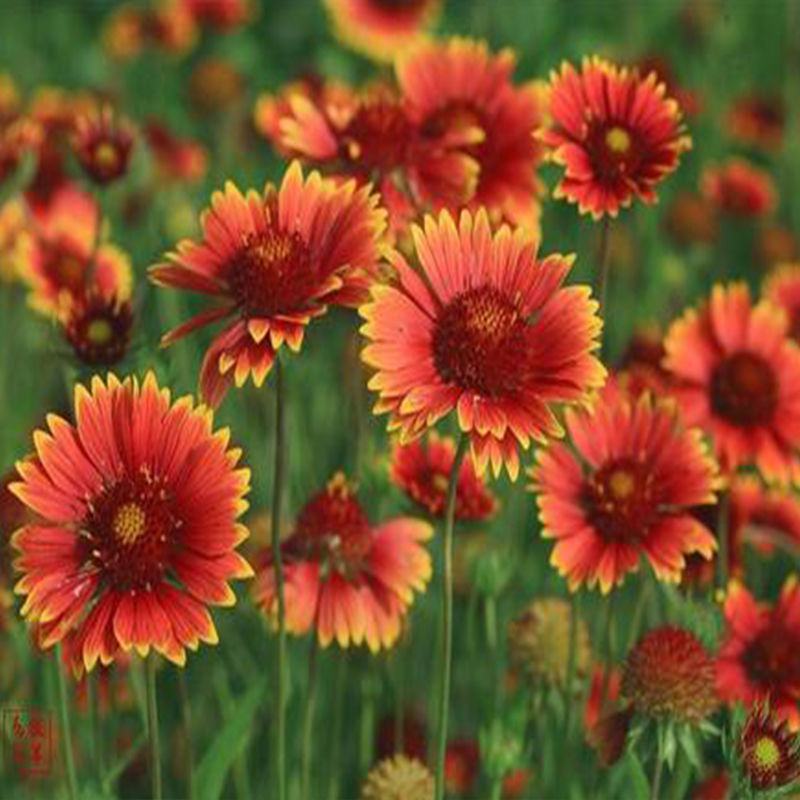 天人菊种子四季种阳台庭院盆栽花卉种籽多年生容易种植好成活