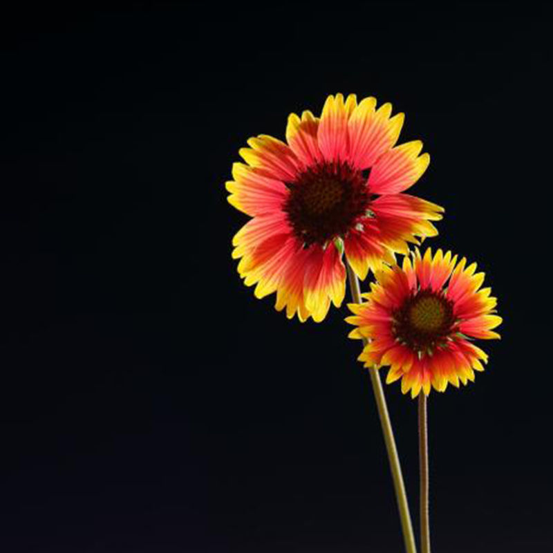 天人菊种子四季种阳台庭院盆栽花卉种籽多年生容易种植好成活