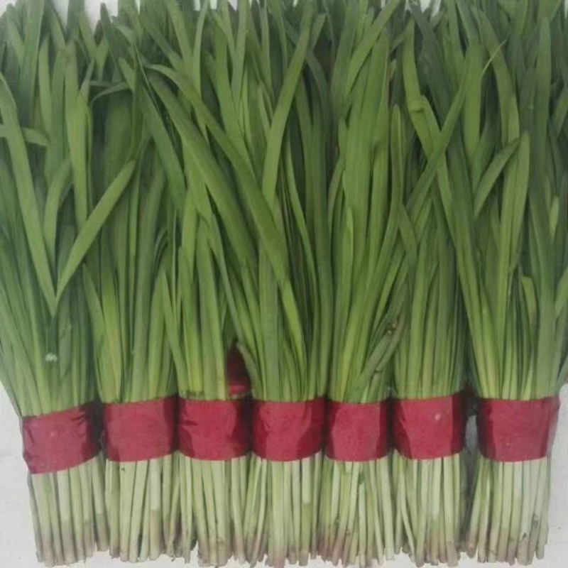 寿光精品韭菜大量上市中