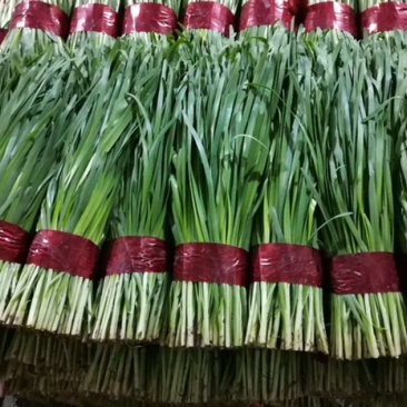 寿光精品韭菜大量上市中