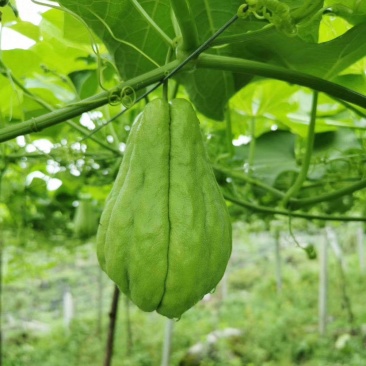 新鲜佛手瓜农家自种蔬菜洋瓜捧瓜丰收窝瓜寿瓜