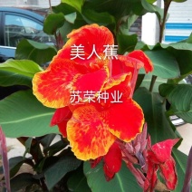 美人蕉种球美人蕉带芽大花庭院植物花卉盆栽室内阳台庭院四季