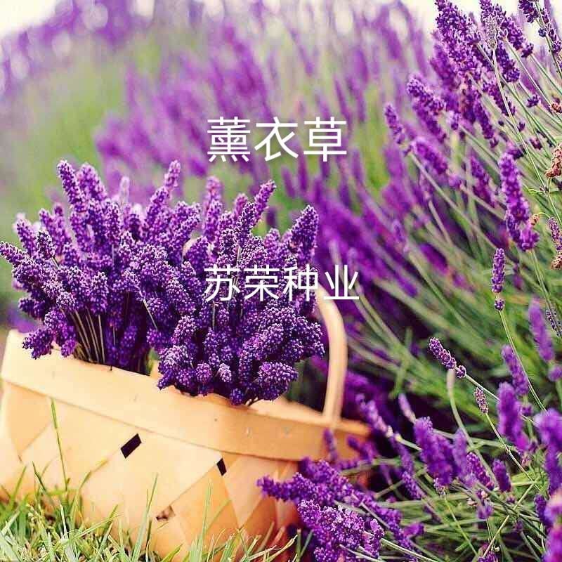 薰衣草种子四季易种易活耐热耐寒室内室外庭院阳台盆栽花