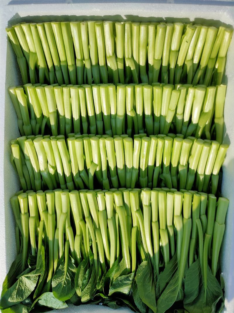 推荐菜台广东油菜芯产地直供量大从优供全国电商超市