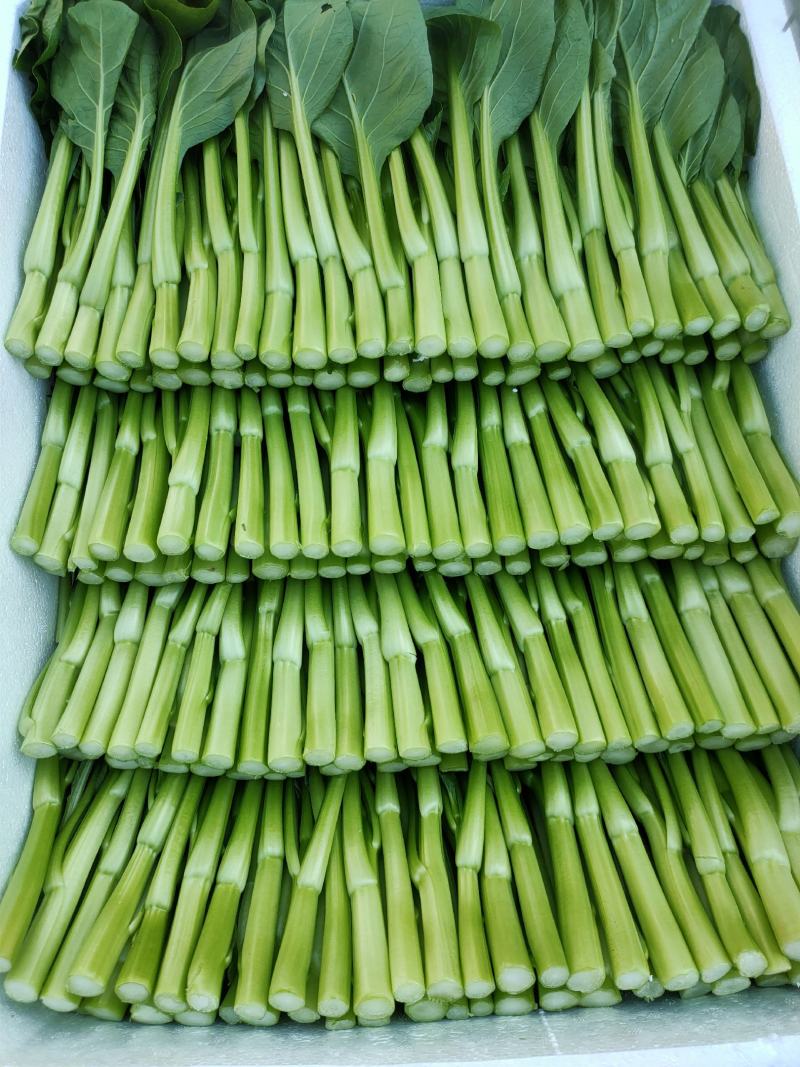 推荐菜台广东油菜芯产地直供量大从优供全国电商超市