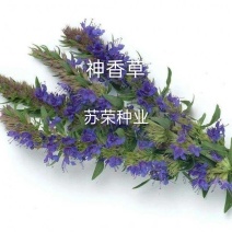 神香草种子浓香花草种子驱蚊虫四季种易活庭院盆栽花籽种子